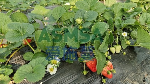 草莓种植用什么水溶肥好