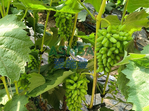 进口水溶肥蔓叶助力茉莉香葡萄丰产丰收